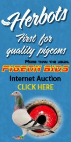 Herbots pigeon bids